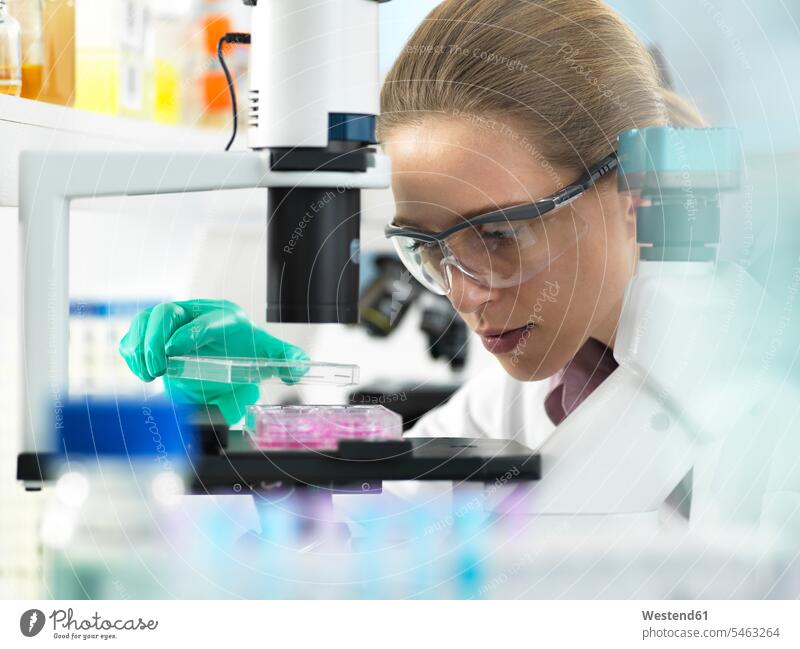 Cell Research, Scientist placing a multi well plate under the microscope ready to examine cells in the laboratory experiment experimenting cell culture