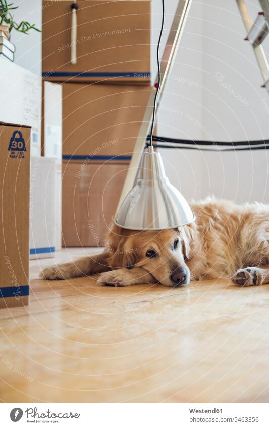 Dog under lampshade lying on the floor in front of cardboard boxes in an empty room in a new home animals creature creatures 1 one floors wooden floors pet