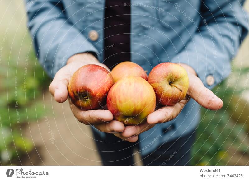 Close-up of man holding organic apples shirts stand country country side countryside successful Alimentation food Food and Drinks Nutrition foods Fruits Apples