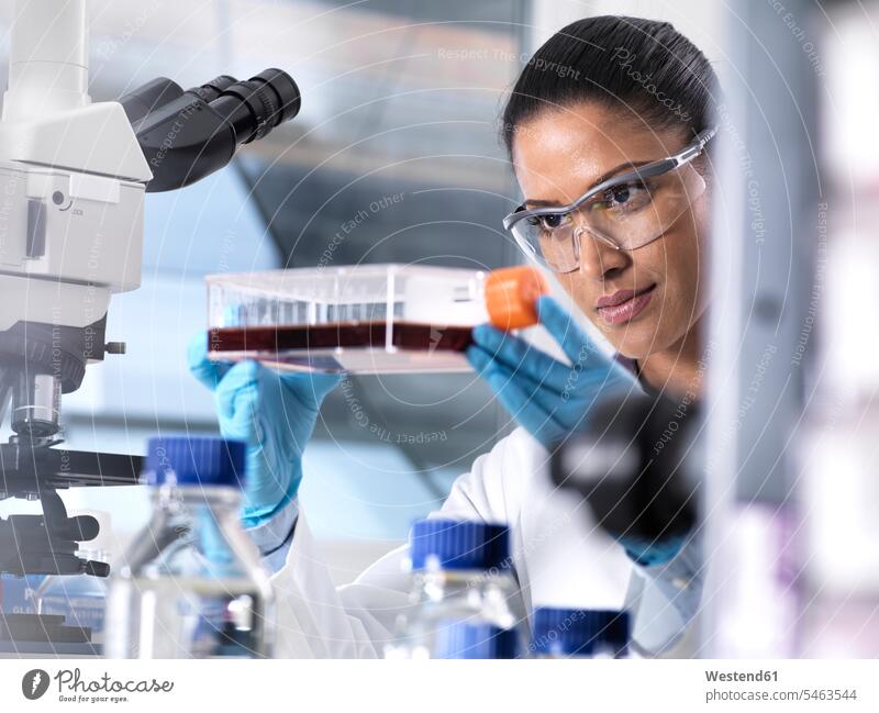 Biomedical Research, female scientist viewing stem cells developing in a culture jar during an experiment in the laboratory experimenting looking seeing