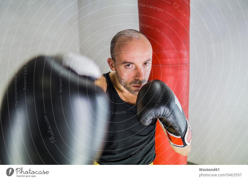 Portrait of boxer boxing in gym gyms Health Club boxers portrait portraits fitness sport sports martial arts combative sport assertive Assertiveness