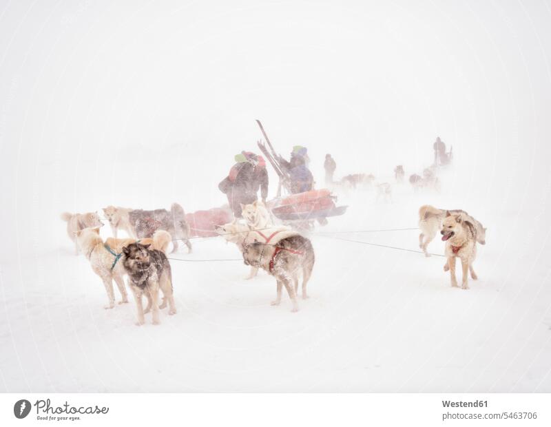 Greenland, ski tourer and huskies ski tourers snowstorm snow storm Ski Touring ski tours Husky Huskies sledge dog sled dog sled dogs sledge dogs snowing