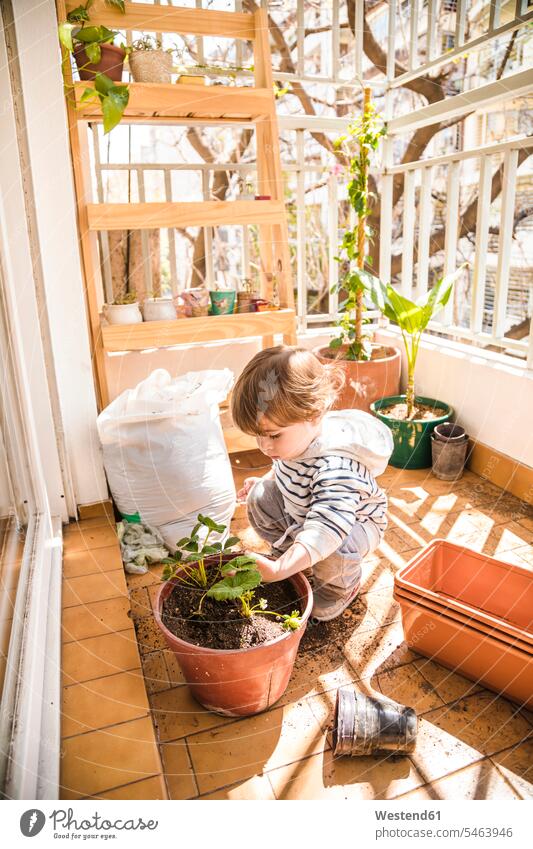 Boy planting strawberry in flower pot while sitting at balcony color image colour image outdoors location shots outdoor shot outdoor shots day daylight shot