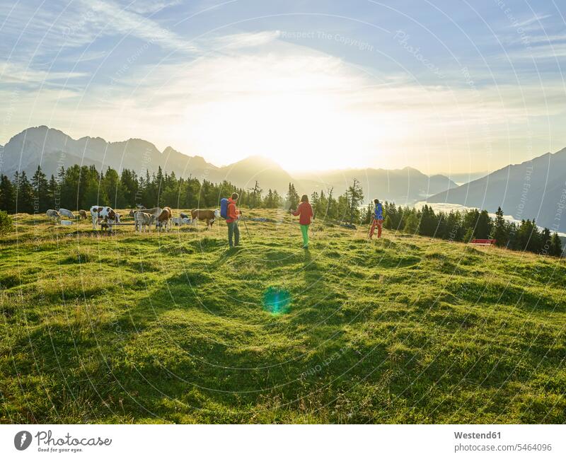 Austria, Tyrol, Mieming Plateau, hikers on alpine meadow with cows at sunrise meadows Alpine Meadow Alpine Meadows wanderers sun rise sunrises hiking atmosphere