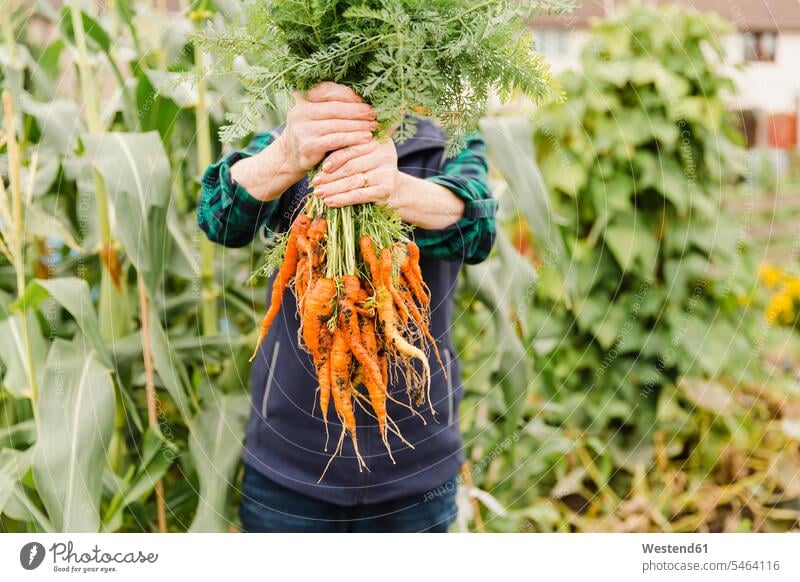 Unrecognizable senior woman holding bunch of harvested carrots senior women elder women elder woman harvesting Carrot Carrots female gardener gardens harvests