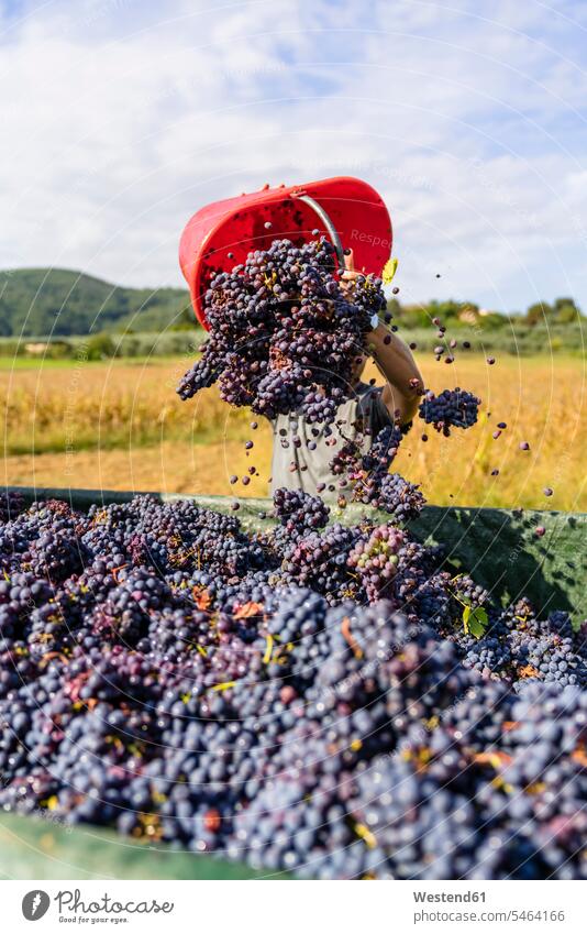 Man pouring red grapes on trailer in vineyard (value=0) human human being human beings humans person persons caucasian appearance caucasian ethnicity european 1