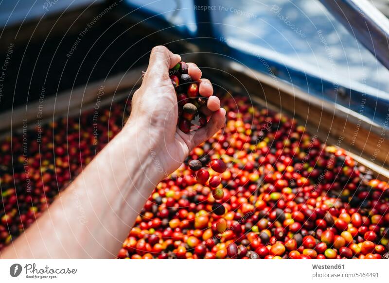 Close-up of man's hand taking coffee with peel harvest harvesting harvests human hand hands human hands men males Coffee Crops Coffee Bean Coffee Beans ripe