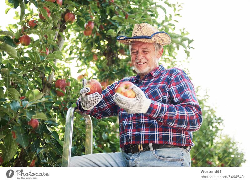 Fruit grower harvesting apples in orchard Occupation Work job jobs profession professional occupation shirts hats pick Picking - Harvesting pluck plucking