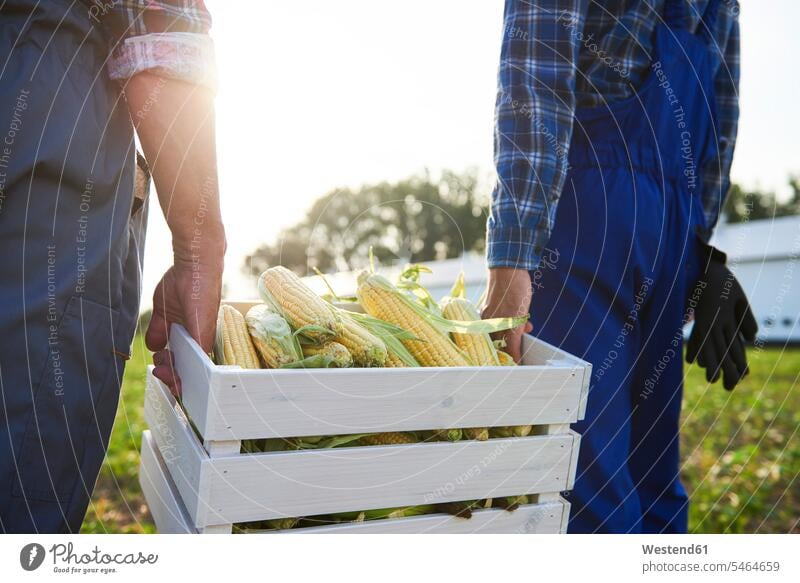 Close-up of two farmers carrying a full crate of corn cobs on the field crates Field Fields farmland corncob Corn On The Cob Corns agriculturists maize