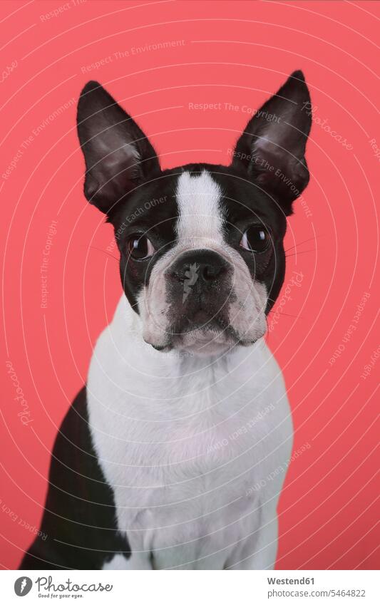 Portrait of boston terrier puppy in front of red background animals creature creatures domestic animal pet Canine dogs animal baby baby animal baby animals