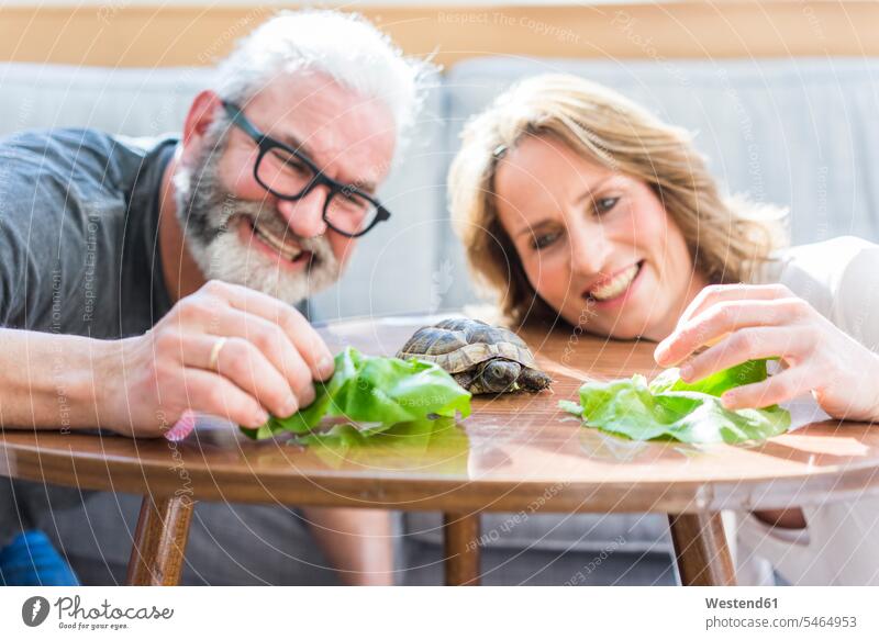 Happy mature couple feeding tortoise at home turtle turtles happiness happy twosomes partnership couples relaxed relaxation reptile reptiles reptilia animal