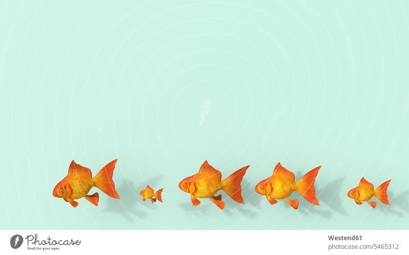 3D rendering, Row of different goldfish on green background Carassius auratus auratus abundance Plentiful various outsider outsiders divers five objects 5