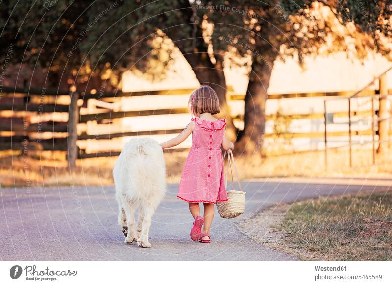 Back view of little girl walking beside big white dog on country road animals creature creatures pet Canine dogs bags go going take a walk taking a walk