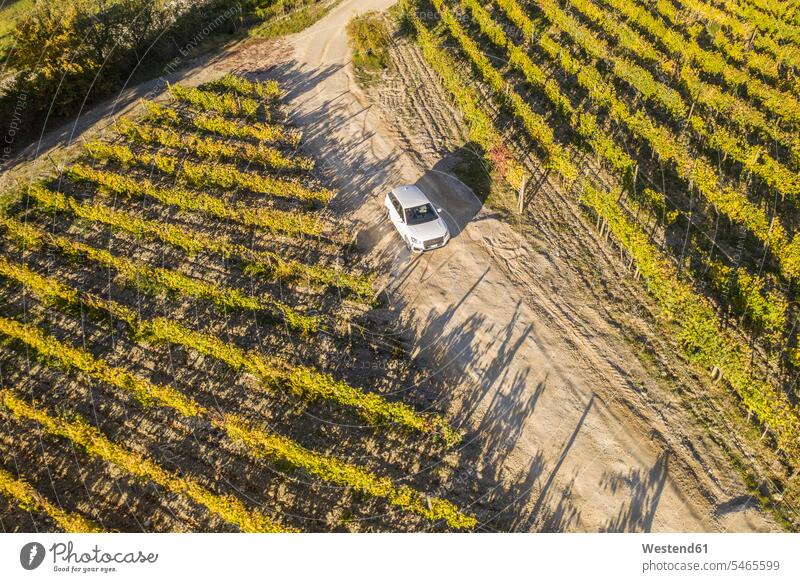 Italy, Tuscany, Siena, car driving on dirt track through a vineyard automobile Auto cars motorcars Automobiles drive field path field paths motor vehicle
