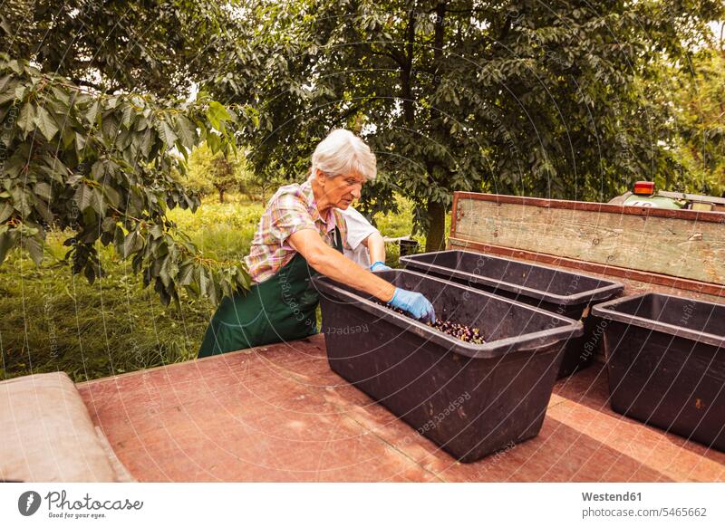 Senior woman sorting harvested cherries on trailer in orchard human human being human beings humans person persons caucasian appearance caucasian ethnicity