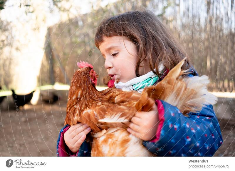 Toddler girl talking to chicken on her arms Hen Farm females girls toddlers infants toddler age speaking child children kid kids people persons human being