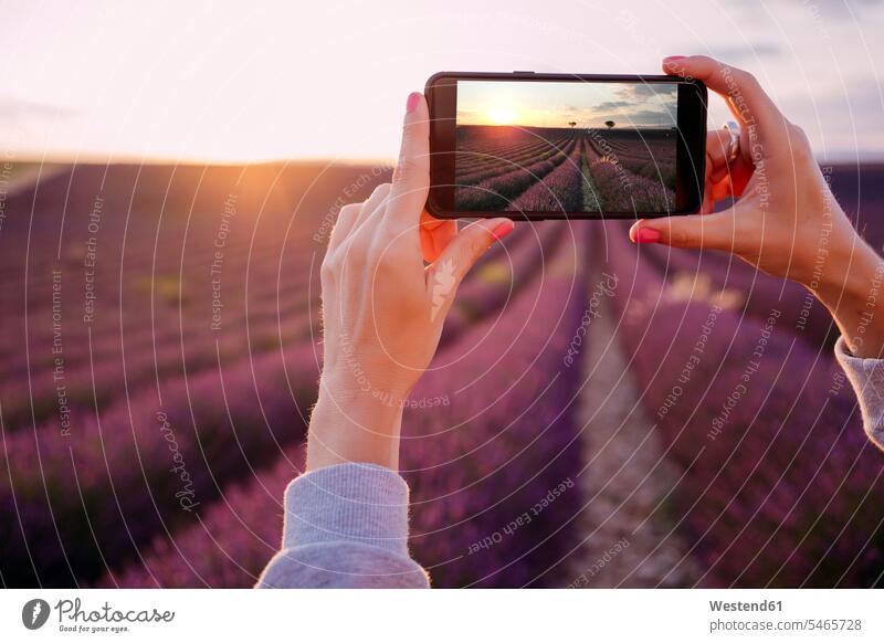 France, Valensole, woman's hands taking photo of lavender field at sunset photographing females women photographs photos human hand human hands sunsets sundown
