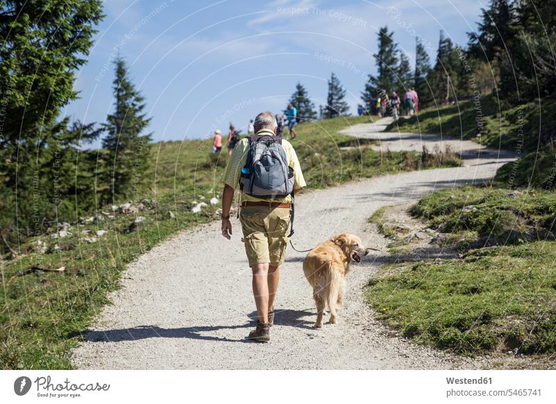 Germany, Bavaria, Chiemgau, Kampenwand, senior man hiking with Golden Retriever caucasian caucasian ethnicity caucasian appearance european active