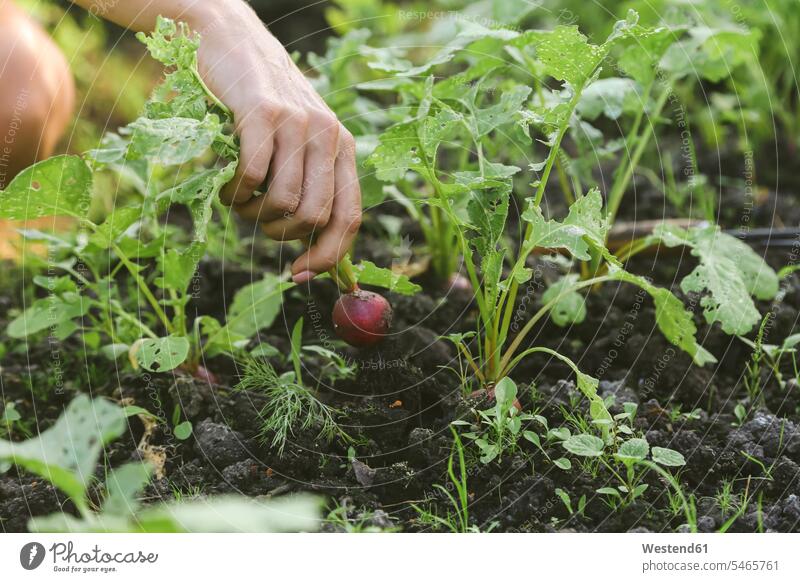 Close-up of woman harvesting red radish harvests horticulture yard work yardwork developing Developments farmland Fields Alimentation food Food and Drinks