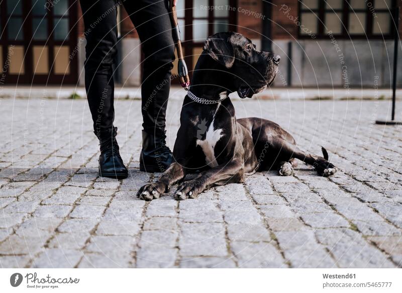 Dog lying on pavement beside his owner watching something human human being human beings humans person persons caucasian appearance caucasian ethnicity european