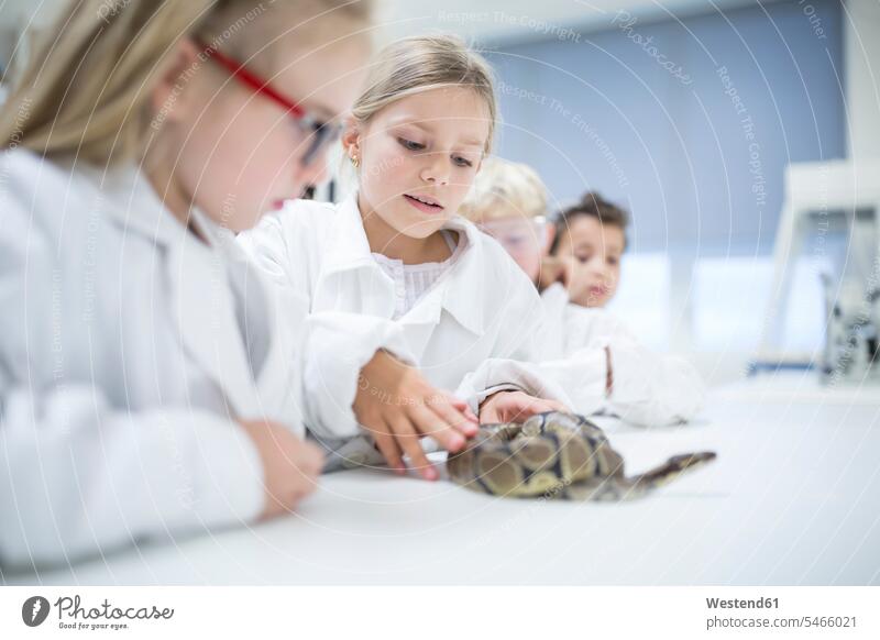 Pupils in science class examining snake serpentes serpents snakes checking examine student pupils experiment experimenting school schools reptile reptiles