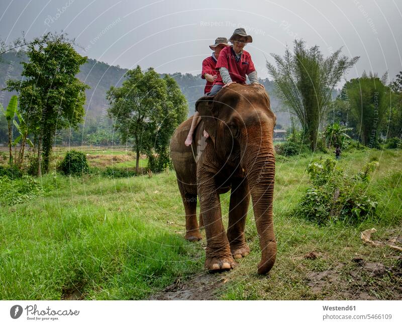 Thailand, Chiang Mai province, Ran Tong Elephant Sanctuary, Elephant trekking excursion Getaway Trip Tours Trips senior women elder women elder woman old