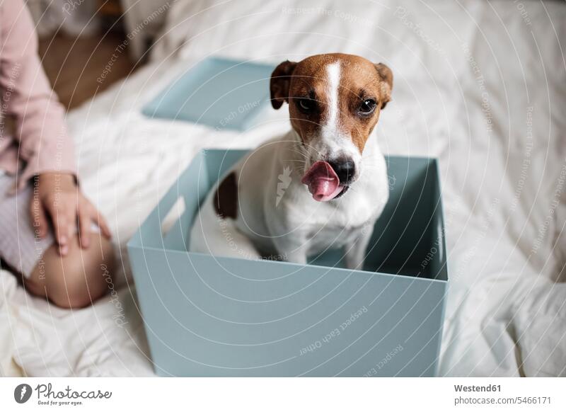 Portrait of Jack Russel Terrier sitting in a cardboard box dog dogs Canine one animal 1 Jack Russels Jack Russell Terrier Jack-Russel-Terrier jack russell