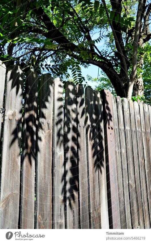 Shadows hang over wooden fence leaves foliage Wooden fence Tree Branches and twigs Green Sky Blue Sunlight Exterior shot Deserted Colour photo Hang Fence