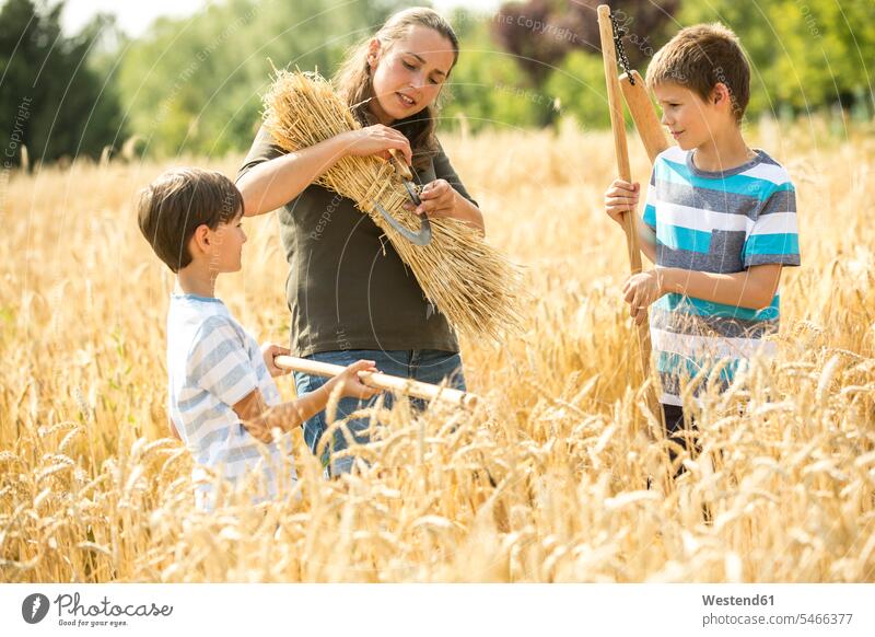 Children helping to harvest wheat pedagogues instructor teachers Agricultural Occupation farm labor farm labour farm work harvesting harvests learn stand