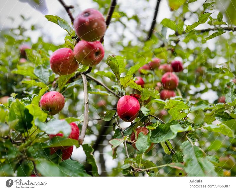 Small red apples hanging on apple tree Apple Red Apple tree Garden Apple harvest Harvest late summer Autumn Tree Nutrition Food Healthy Fruit Mature Nature
