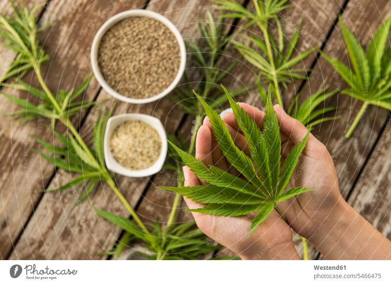 Hemp leaves and seeds from above on wooden background Crockery Tableware Bowls drugs Tables wood table hold health healthcare Healthcare And Medicines medical