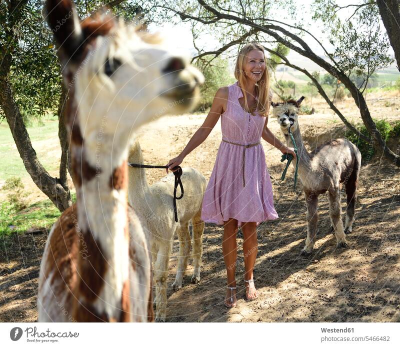 Happy blond woman with alpacas females women lama pacos blond hair blonde hair happiness happy Adults grown-ups grownups adult people persons human being humans