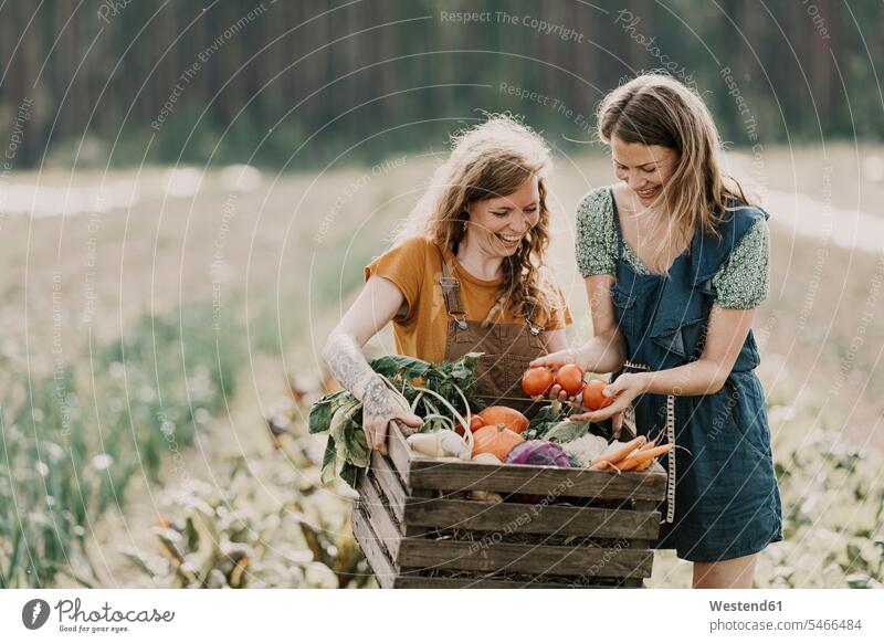 Smiling farm workers collecting vegetables in basket while standing at farm color image colour image outdoors location shots outdoor shot outdoor shots day