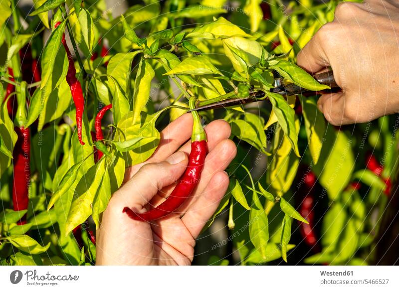 Hands of farmer harvesting chili pepper while cutting stem at organic farm color image colour image outdoors location shots outdoor shot outdoor shots day