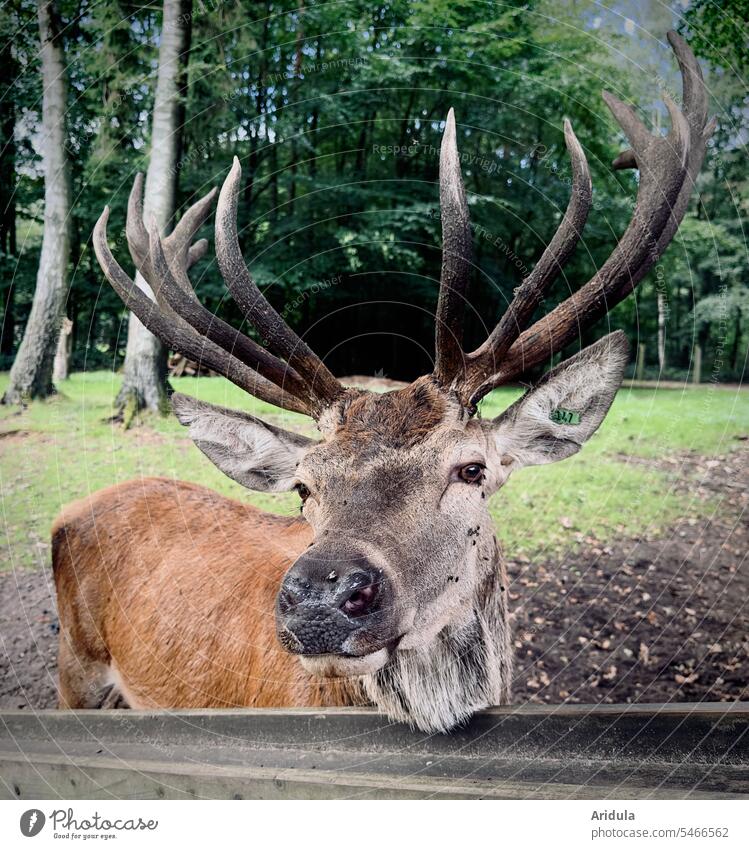 Deer portrait stag Wild animal Animal Enclosure Game park antlers Nature Forest