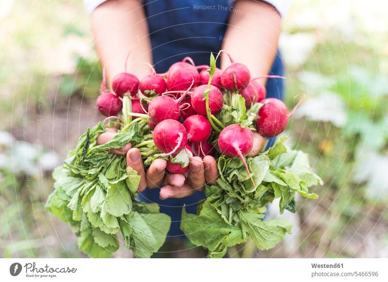 Hands of woman harvesting fresh radishes at vegetable garden color image colour image outdoors location shots outdoor shot outdoor shots day daylight shot