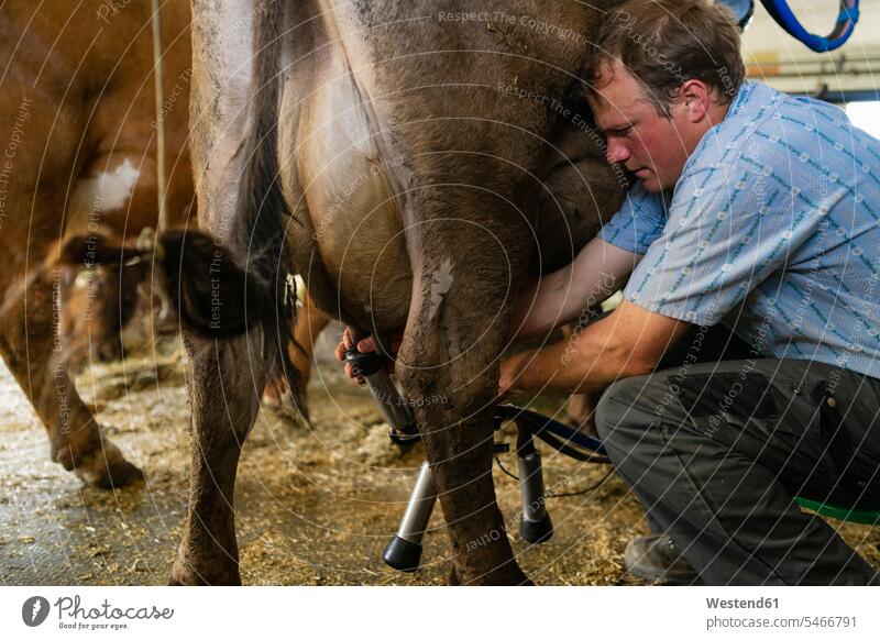 Farmer milking a cow in stable human human being human beings humans person persons caucasian appearance caucasian ethnicity european Northern European 1