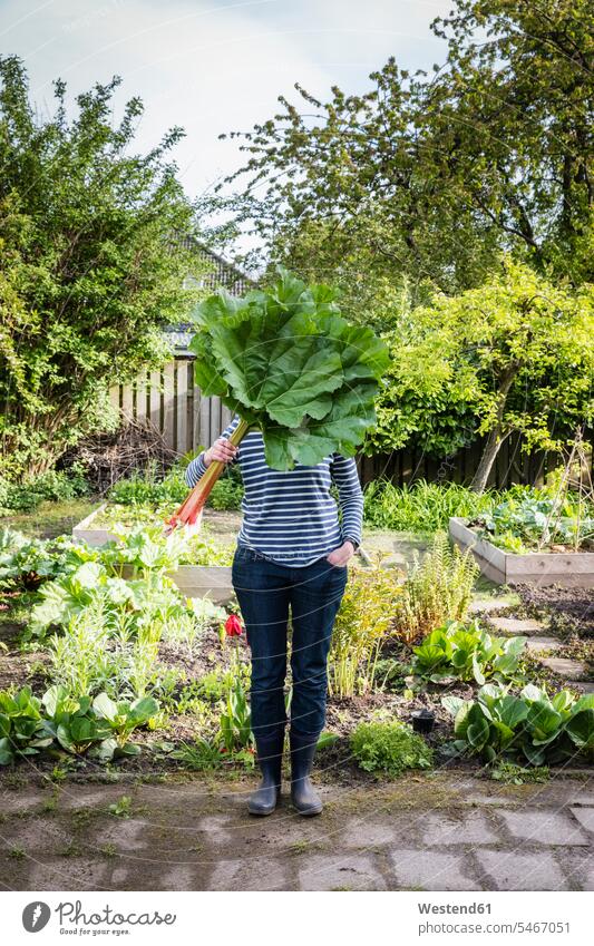 Germany, Lower Saxony, Adult woman hiding face behind leaves of freshly harvested rhubarb held in hand outdoors location shots outdoor shot outdoor shots day