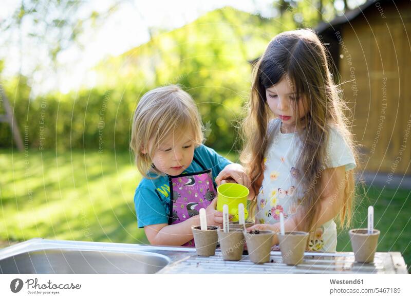 Cute girl watering plants while gardening with sister in at yard color image colour image outdoors location shots outdoor shot outdoor shots day daylight shot