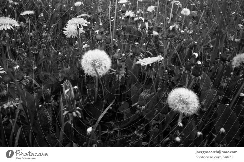 Please blow! Dandelion Meadow Field Nature grass flower Close-up