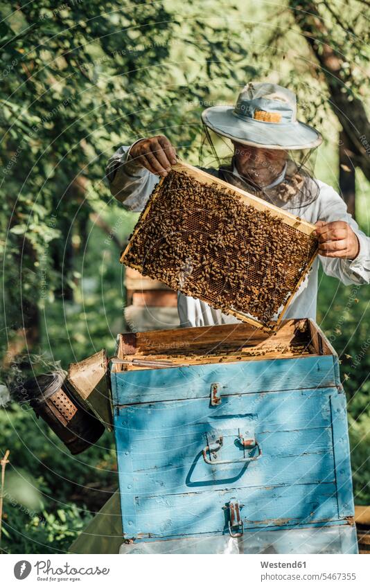 Russland, Beekeeper checking frame with honeybees holding beekeeper Apiformes man men males working At Work Test testing Check Frame honeycomb honeycombs