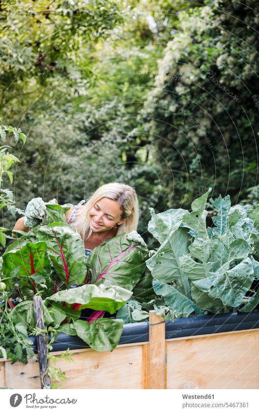 Blond woman harvesting mangold from her raised bed in her own garden smile delight enjoyment Pleasant pleasure happy Contented Emotion pleased horticulture