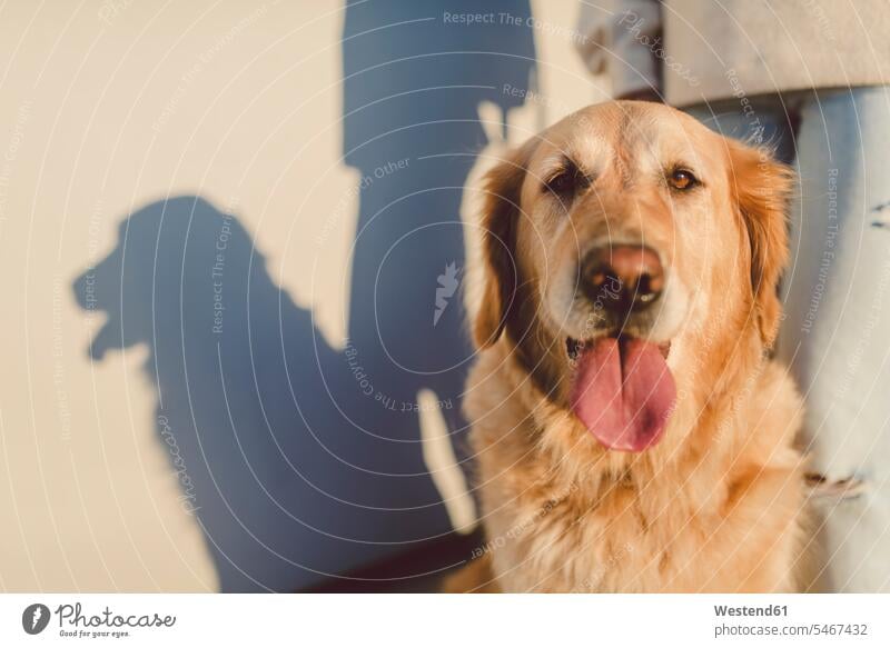 https://www.photocase.com/photos/5467432-golden-retriever-portrait-with-woman-at-a-wall-dog-photocase-stock-photo-large.jpeg