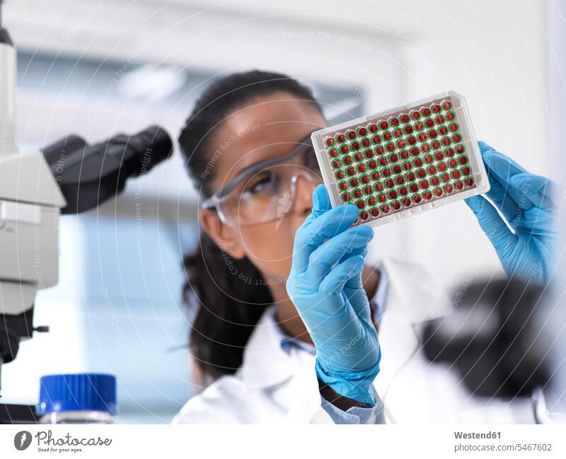 Female scientist preparing a multi well tray containing blood samples for clinical testing in the laboratory working At Work woman females women human blood
