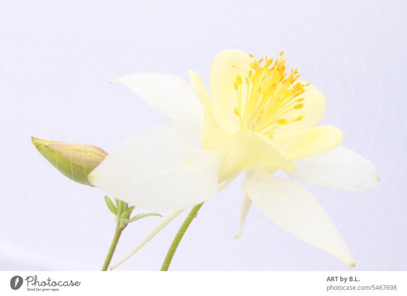 Columbine in delicate colors pastel Aquilegia Flower Blossom White Yellow Green Nature flourished Beauty & Beauty Wonder