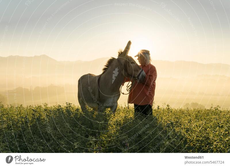 Italy, Tuscany, Borgo San Lorenzo, senior man standing with donkey in field at sunrise above rural landscape men males senior men elder man elder men