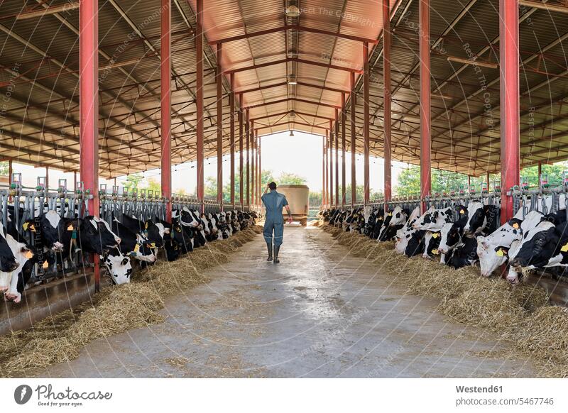 Farmer walking in cattle surrounded by herd of cows color image colour image outdoors location shots outdoor shot outdoor shots day daylight shot daylight shots