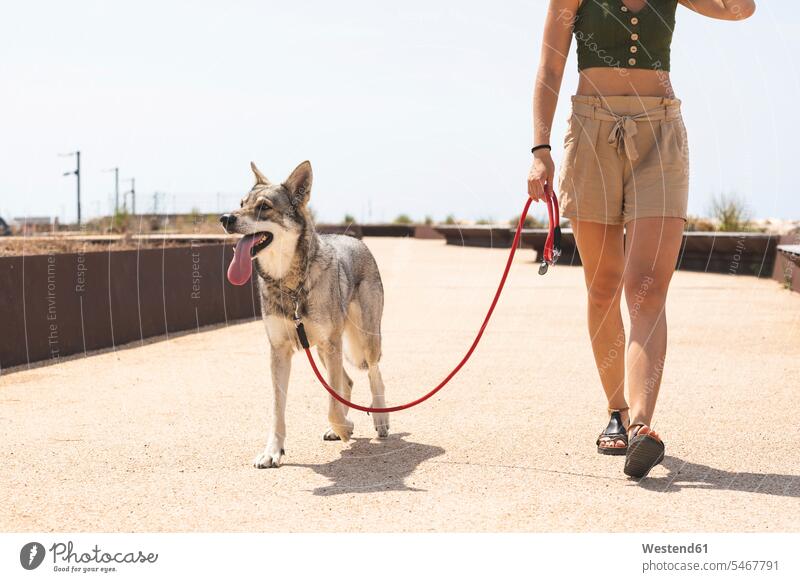 Young woman going walkies with her dog, partial view dogs Canine walking females women pets animal creatures animals Adults grown-ups grownups adult people