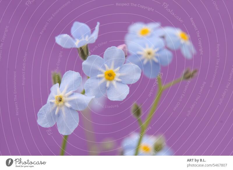 Language of flowers light blue Yellow purple Flower blossoms Forget-me-not Boraginaceae Myosotis Garden Nature Memory Love keep in mind Delicate Small Loyalty