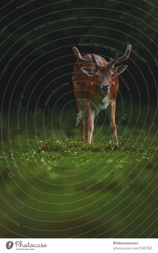 no need to hide, my deer Nature Plant Animal Spring Meadow Field Forest Wild animal Zoo Deer Fallow deer 1 Observe Discover To feed Looking Stand Curiosity